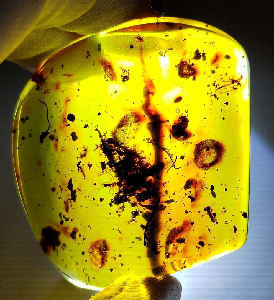 FOSSlL-令人惊叹！多米尼加琥珀-150克拉- 30 g #1.0