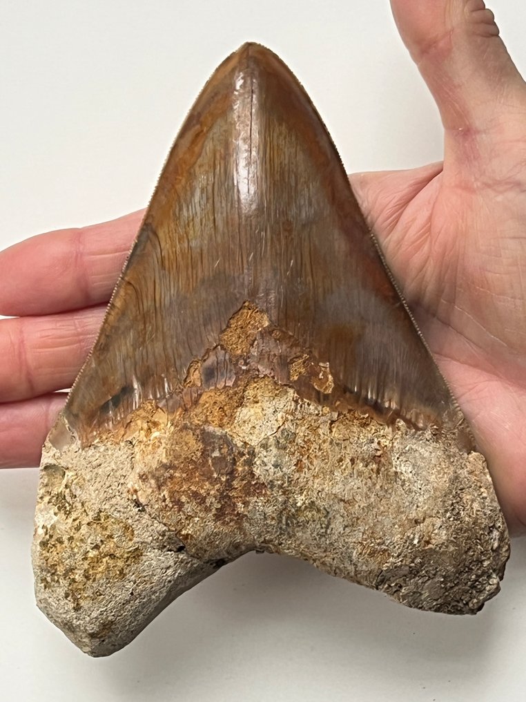 Τεράστιο δόντι Megalodon 14,3 εκ. - Απολιθωμένο δόντι - Carcharocles megalodon #1.0