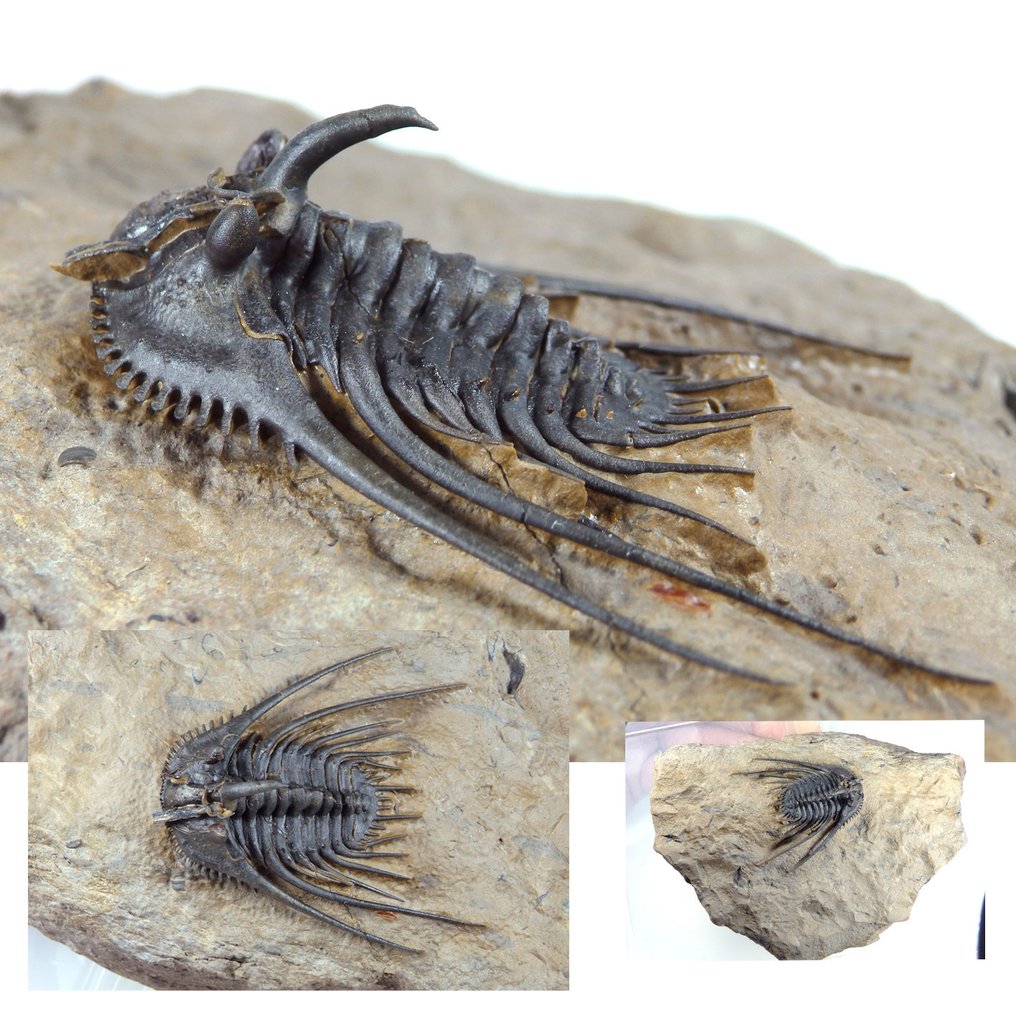 Piikikäs trilobiitti - Fossiilinen kuolleisuuslevy - Ketnaraspis sp. - Trilobite its 50mm - 130 mm - 80 mm #1.0