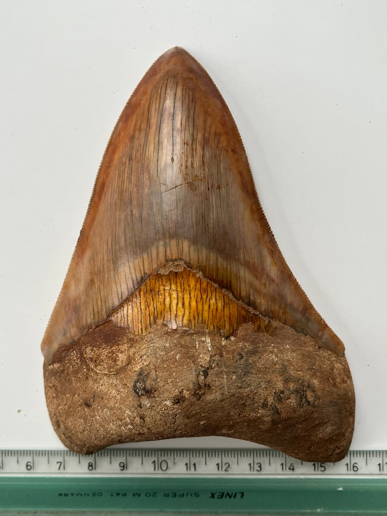 Dente di Megalodon enorme, 13,5 cm - Dente fossile - Carcharocles megalodon #4.3