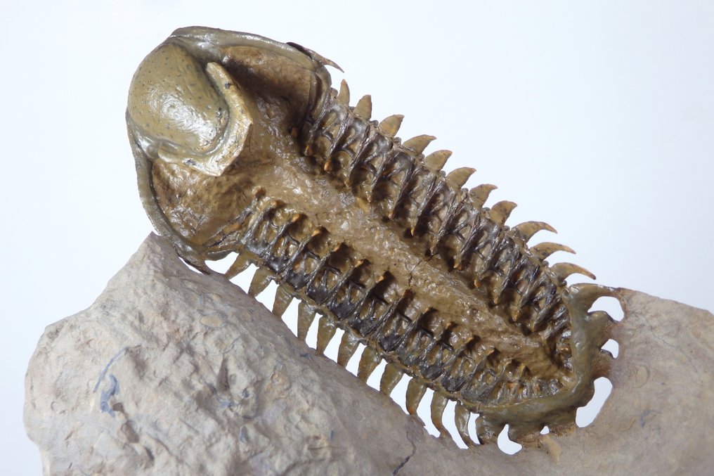Trilobite - Fossil carapace - Crotalocephalus gibbus - Flying and void stomach preparation - Exceptiona specimen - main trilobite - 110 mm - 70 mm #2.1