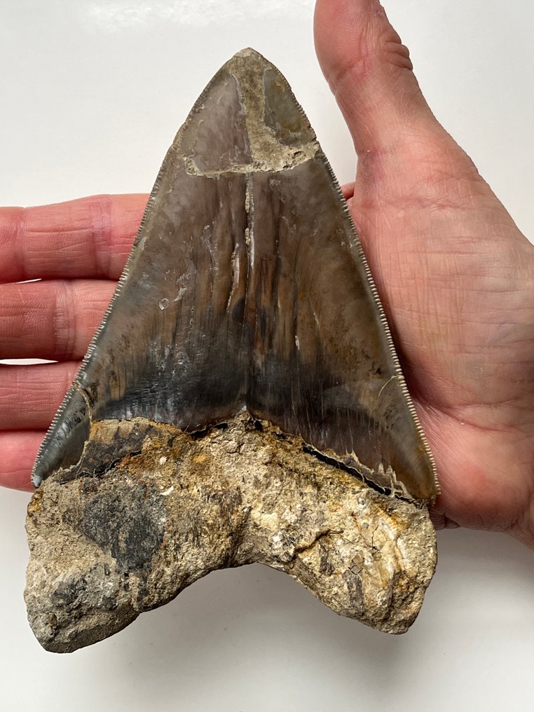 Dente gigante de Megalodon de 14,3 cm - Dente fóssil - Carcharocles megalodon  (Sem preço de reserva) #1.0