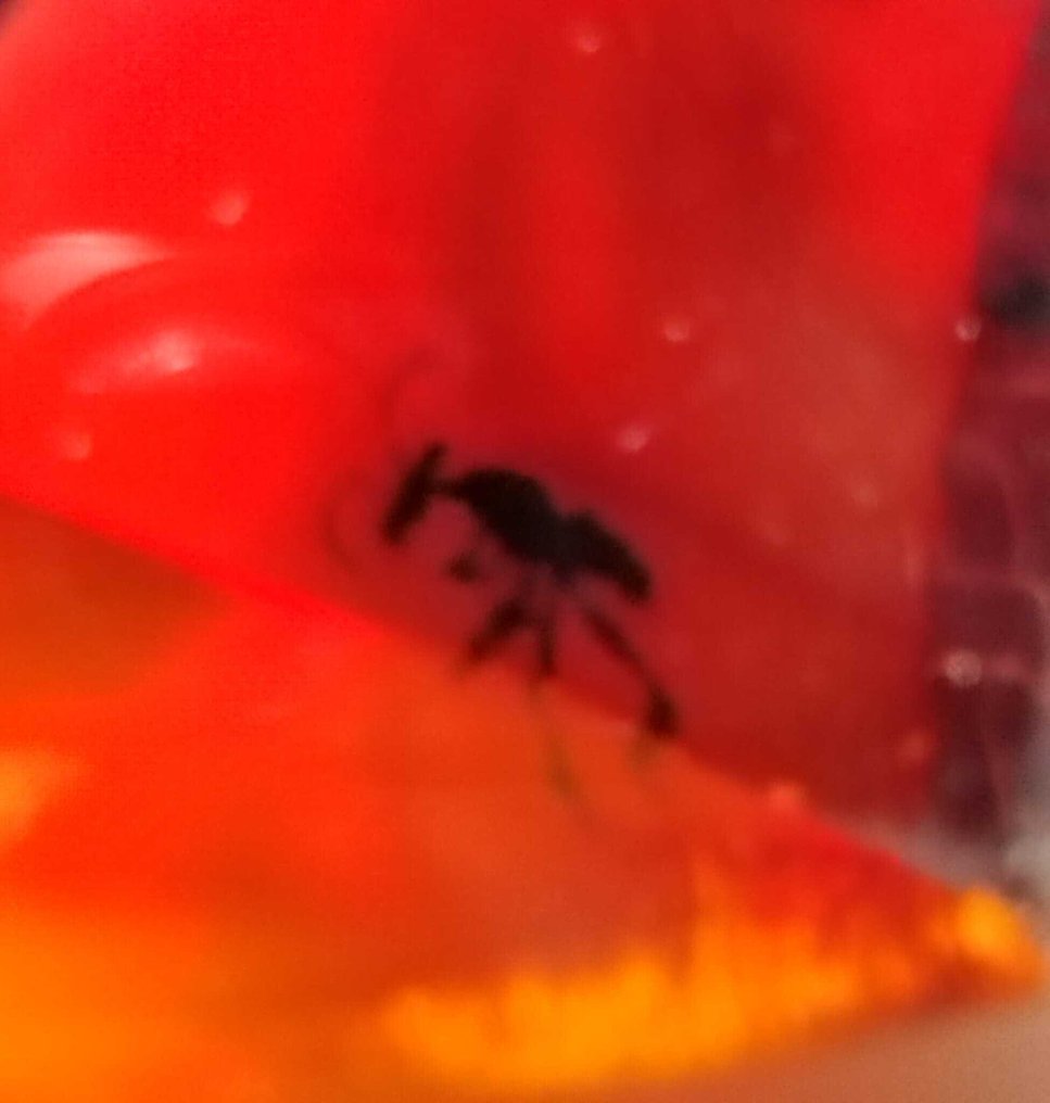 FOSSlL-UIMITOR!! Chihlimbar dominican - 75 cts- 15 g #4.3