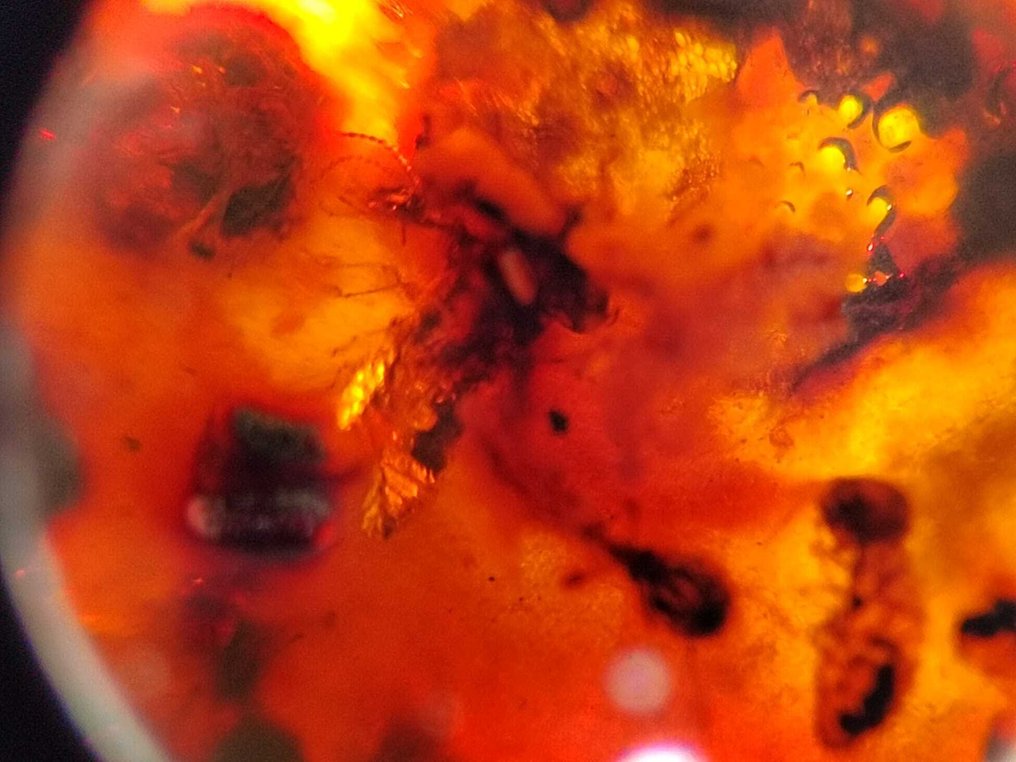 FOSSIL-AMAZING!! Dominikansk bärnsten - 40 ct- 8 g #2.1