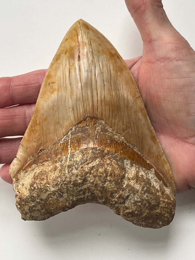 Τεράστιο δόντι Megalodon 13,9 εκ. - Απολιθωμένο δόντι - Carcharocles megalodon #1.0