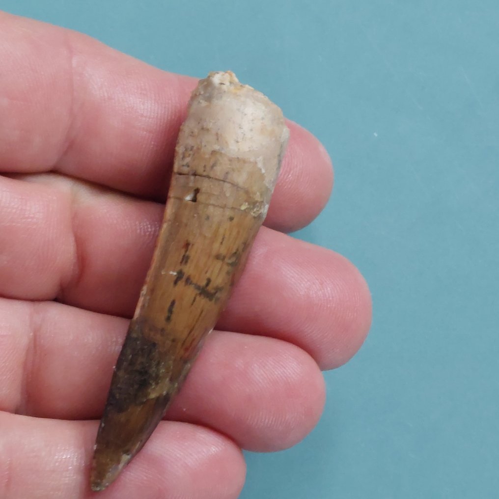 Dinosaur - Fossil tann - Spinosaurus aegyptiacus - 70 mm - 18 mm  (Ingen reservasjonspris) #1.0