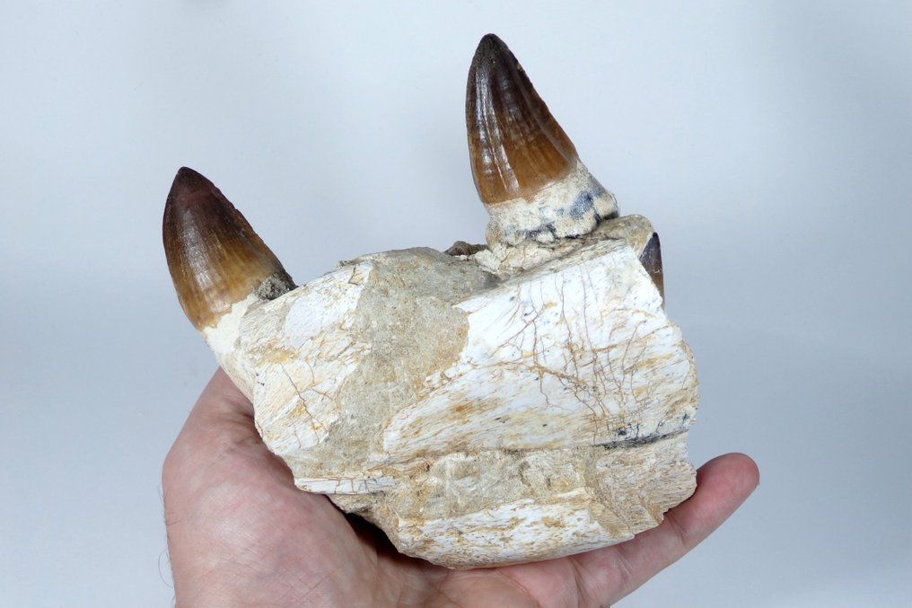 Mosasauro - Mascella fossilizzata - Leiodon bauguei mandible fragment - 160 cm - 55 cm (Senza prezzo di riserva) #2.1