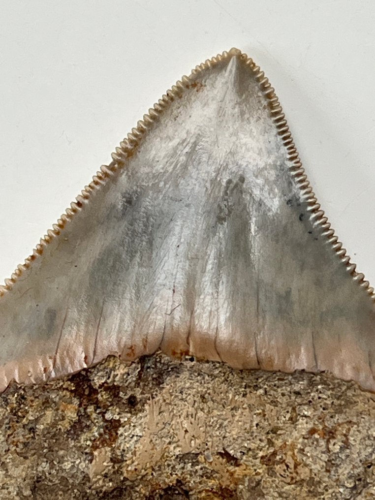 Δόντι μεγαλόδοντα 6,4 εκ. - Απολιθωμένο δόντι - Carcharocles megalodon  (χωρίς τιμή ασφαλείας) #2.1