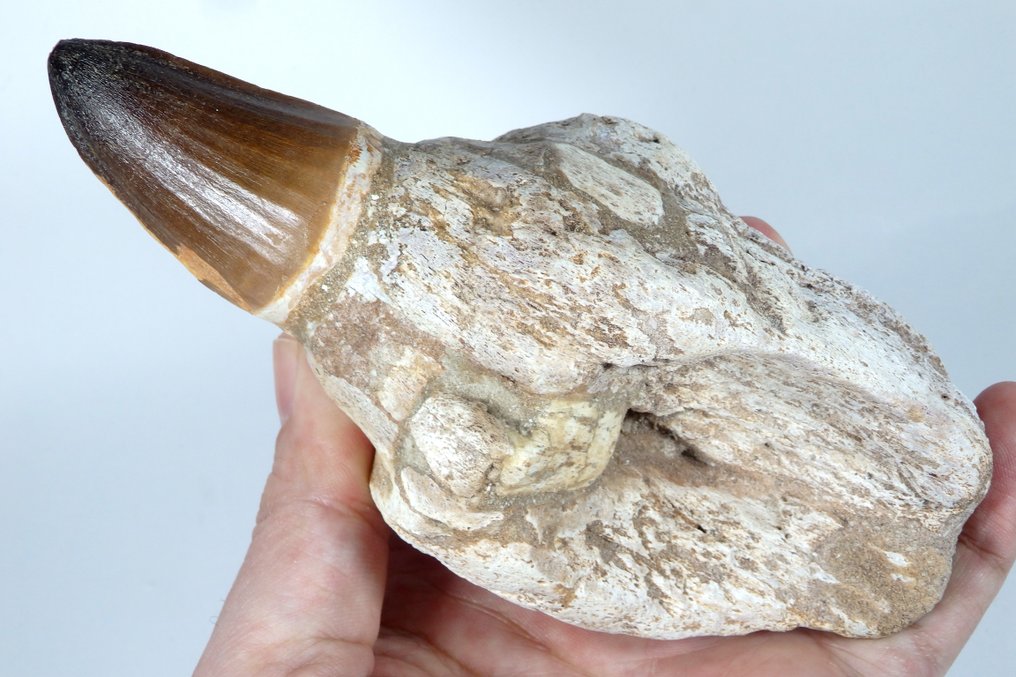 Mosasaur-tand på matrix - Fossil tand - Prognatodon Curii pterygoid tooth - Rare specimen - 160 mm - 65 mm  (Ingen mindstepris) #2.1