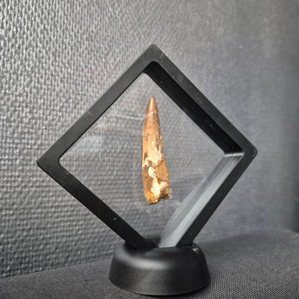 Δεινόσαυρος Δόντι - Spinosaurus Aegyptiacus - 10 mm - 10 mm - 68 mm -  (1) #3.2