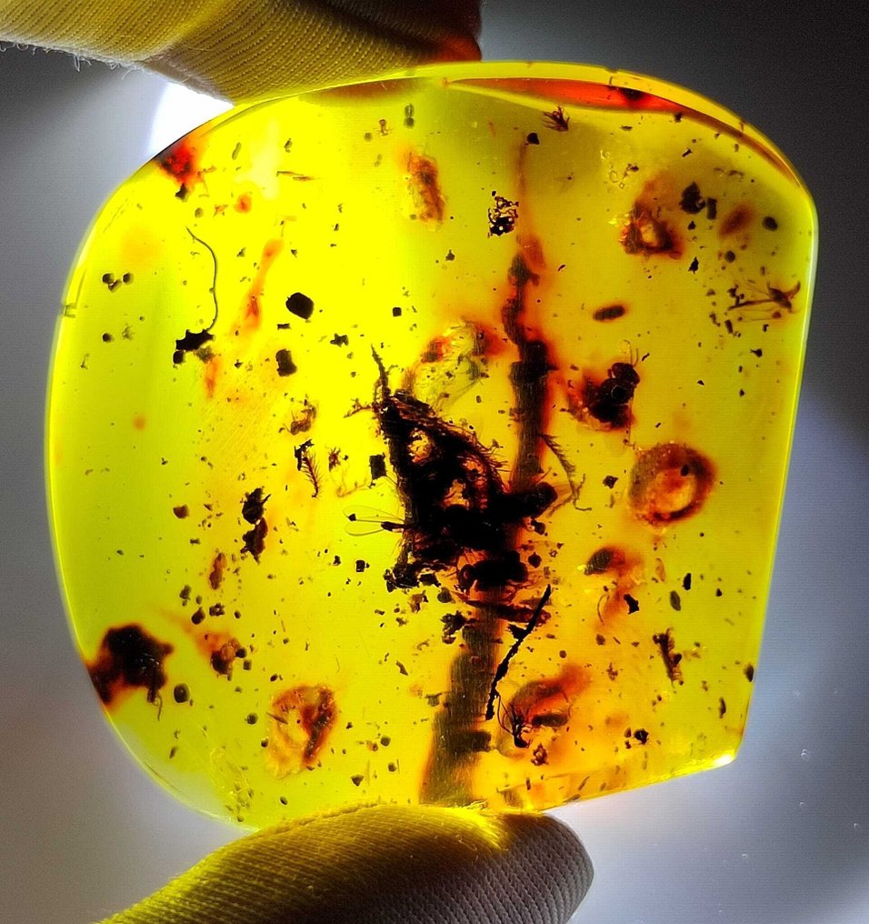 FOSSlL-令人惊叹！多米尼加琥珀-150克拉- 30 g #1.0