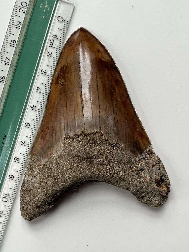 Megalodon tooth 10,9 cm - Fossil tooth - Carcharocles megalodon #3.2
