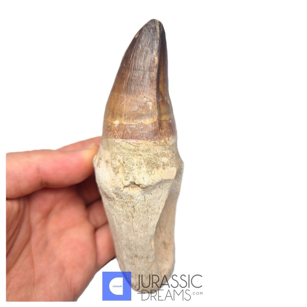 Dente con radice stupefacente di Prognathodon curii (Mosasaur) - Periodo del Fine Cretaceo, rara - Dente fossile  (Senza prezzo di riserva) #2.1