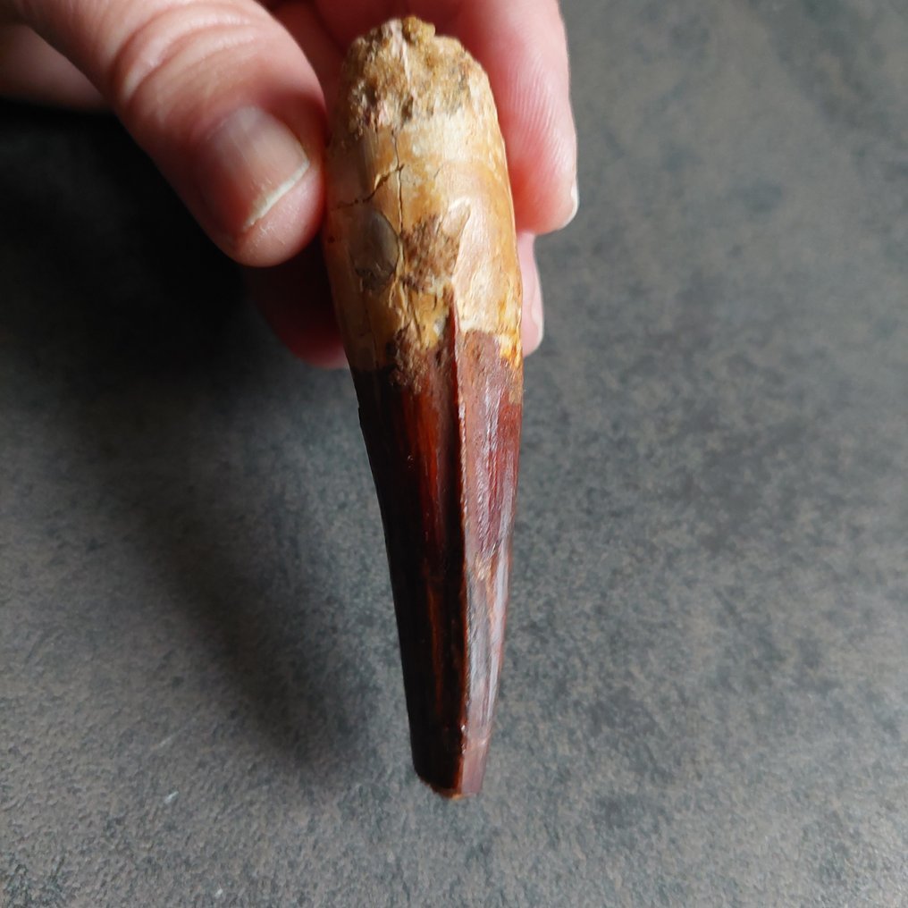 Dinosaur - Fossil tooth - Spinosaurus aegyptiacus - 80 mm - 28 mm (No reserve price) #1.0