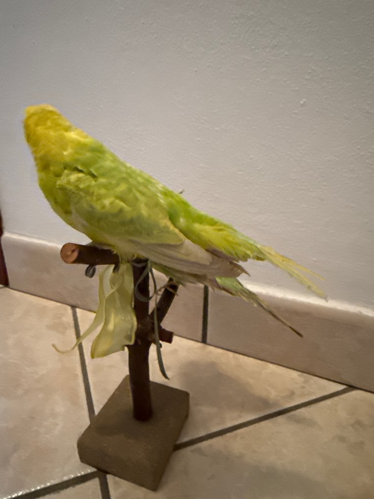 Θεματική συλλογή με ζώα - Budgerigar #2.1