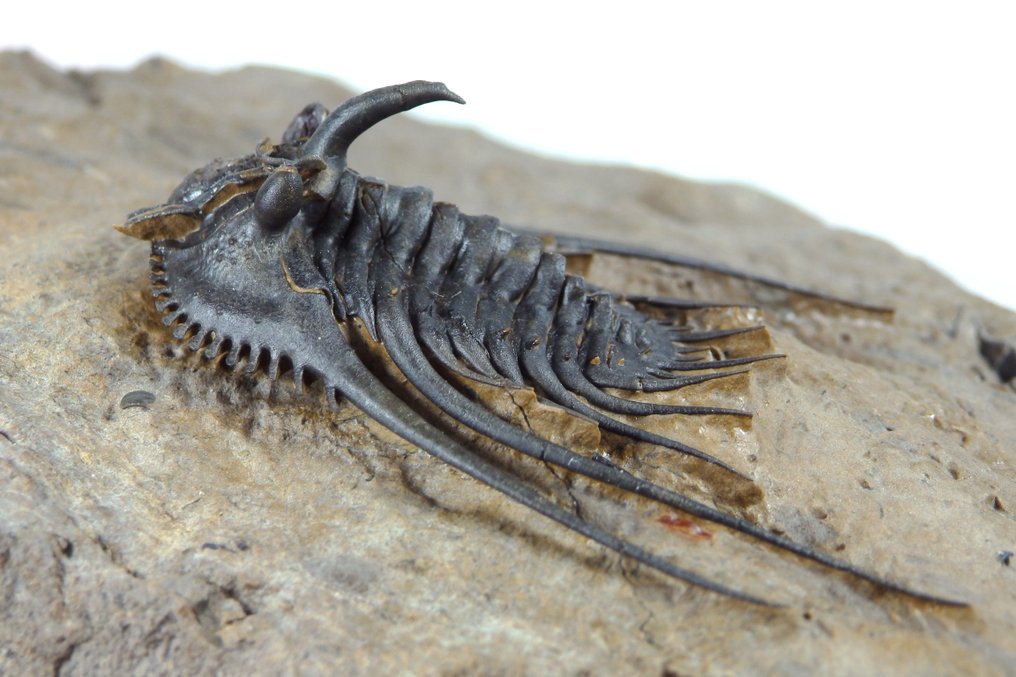 Piikikäs trilobiitti - Fossiilinen kuolleisuuslevy - Ketnaraspis sp. - Trilobite its 50mm - 130 mm - 80 mm #3.2