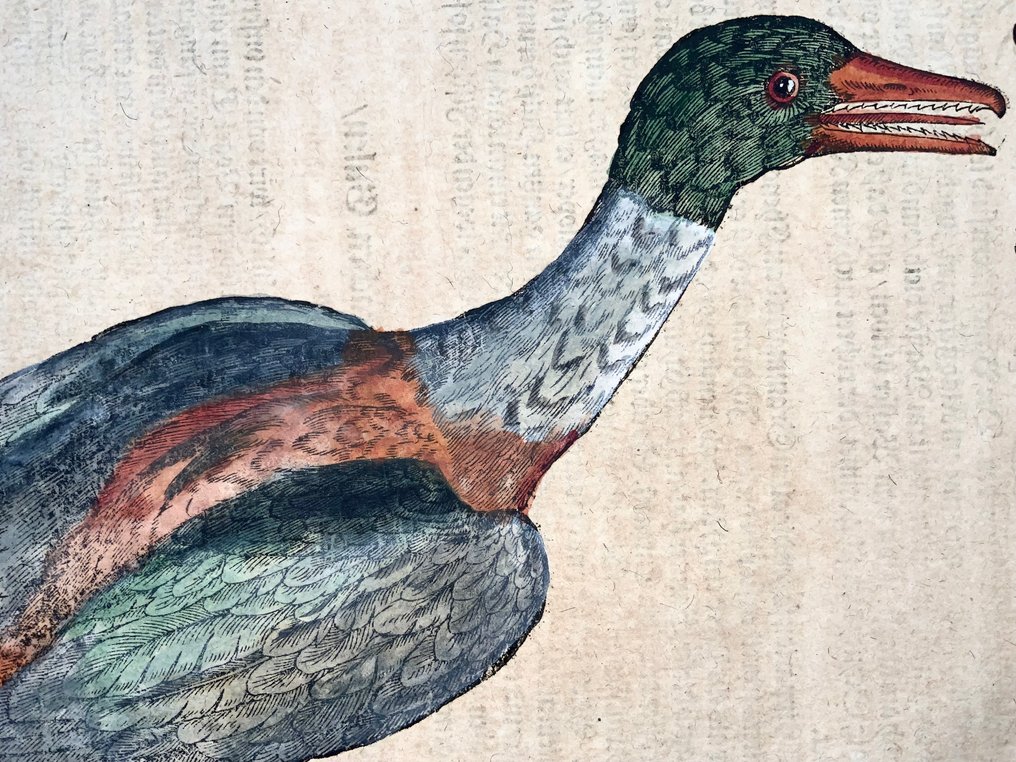 Conrad Gesner [1516-1565] Duck, waterbird, folio - 1669 #2.1