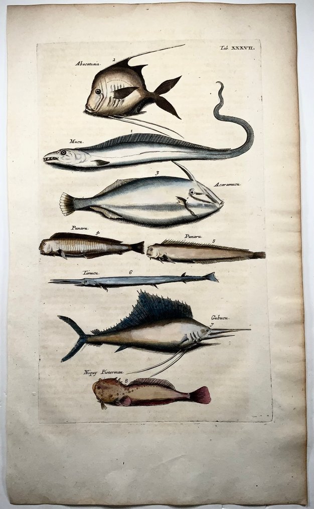 Matthäus Merian (1593-1650) - hand coloured engraving - Exotic fish, Swordfish - 1657 #2.1