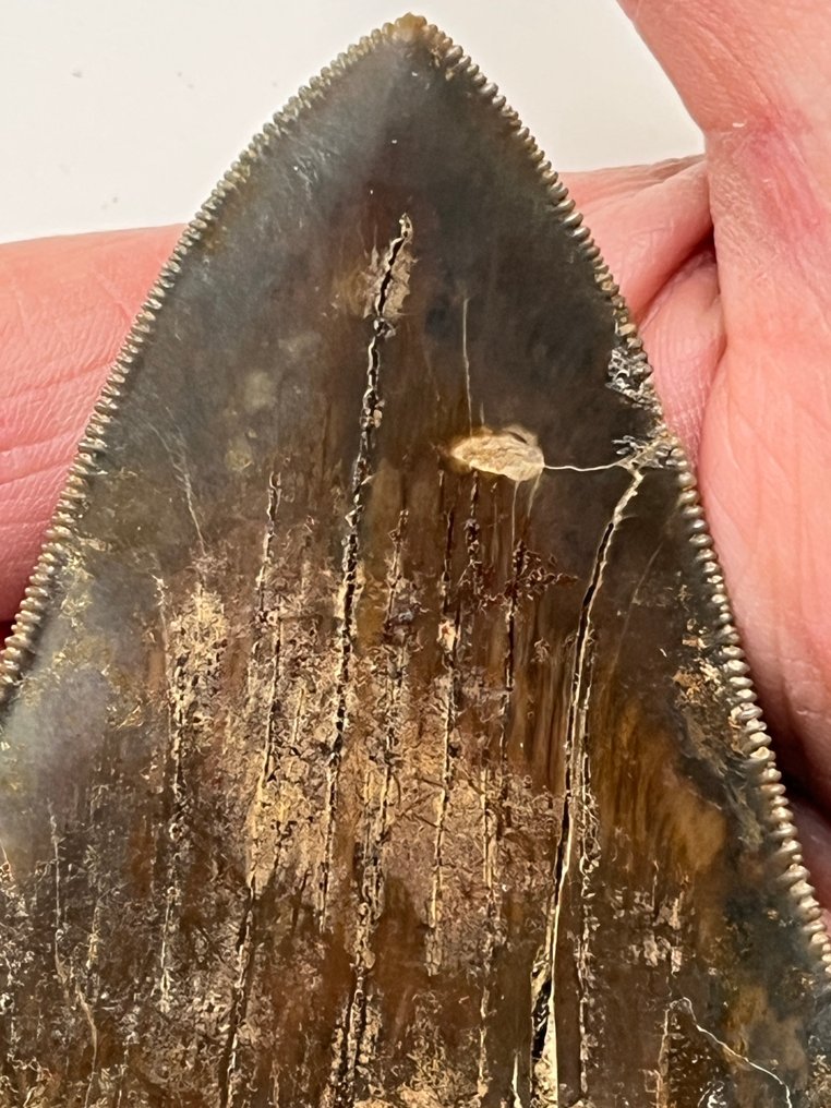 Dente di Megalodon 10,1 cm - Dente fossile - Carcharocles megalodon (Senza prezzo di riserva) #1.0