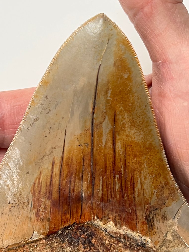 Τεράστιο δόντι Megalodon 13,8 εκ. - Απολιθωμένο δόντι - Carcharocles megalodon #2.1