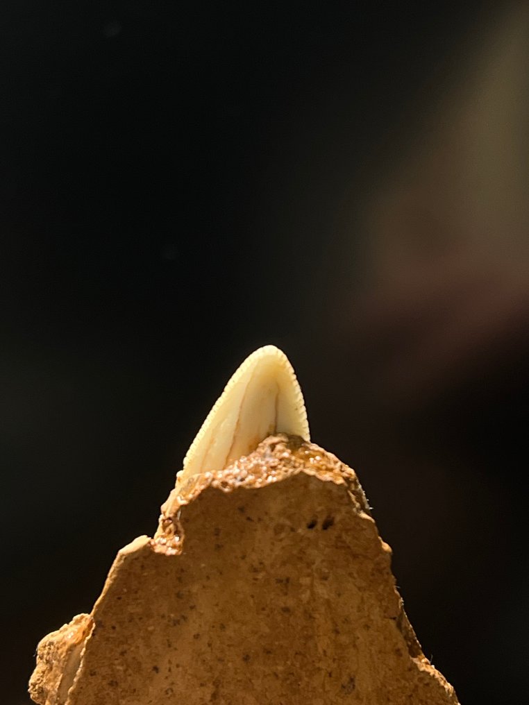 Säbelzahn-Katze - Fossiler Zahn - Homotherium - 9.6 cm - 7.7 cm #2.1