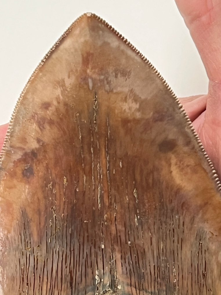 Τεράστιο δόντι Megalodon 14,7 εκ. - Απολιθωμένο δόντι - Carcharocles megalodon #2.1