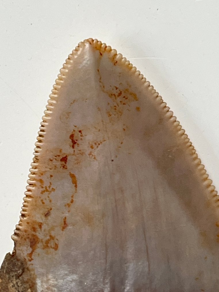 Dente de Megalodon 6,5 cm - Dente fóssil - Carcharocles megalodon  (Sem preço de reserva) #2.1