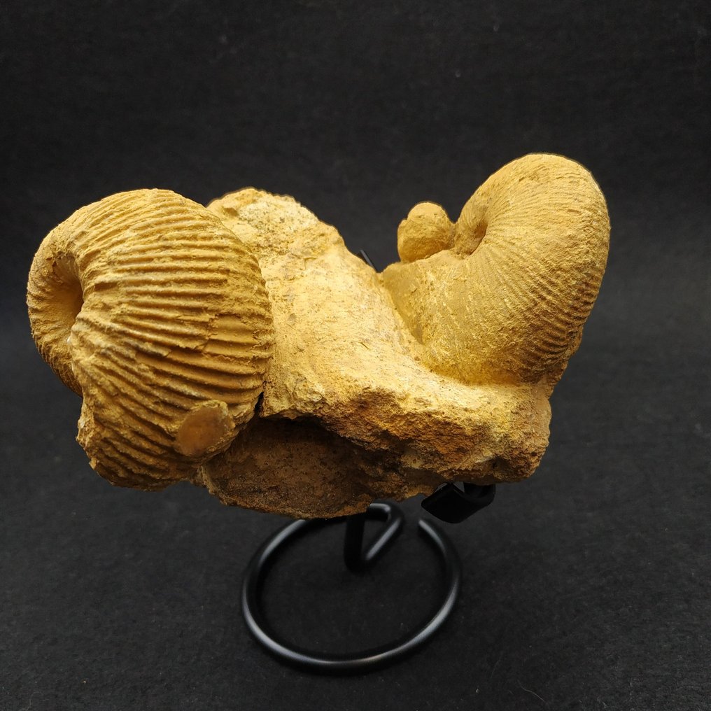 Bellissimi ammoniti - Animale fossilizzato - Macrocephalites sp.  (Senza prezzo di riserva) #4.3