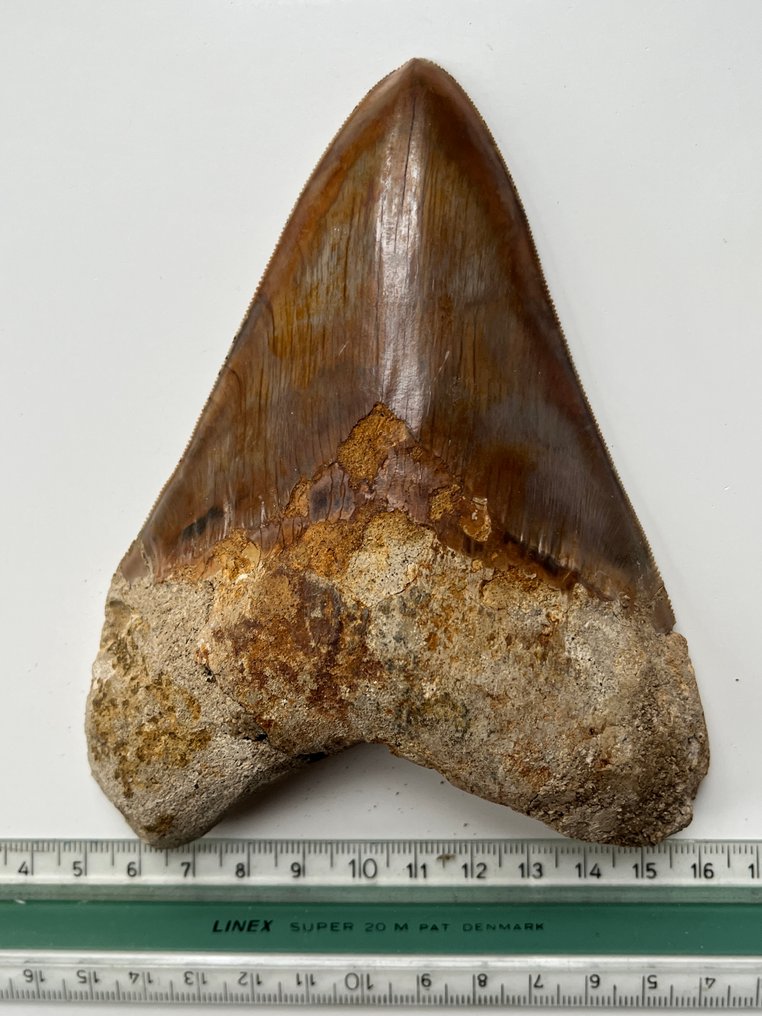 Τεράστιο δόντι Megalodon 14,3 εκ. - Απολιθωμένο δόντι - Carcharocles megalodon #4.3