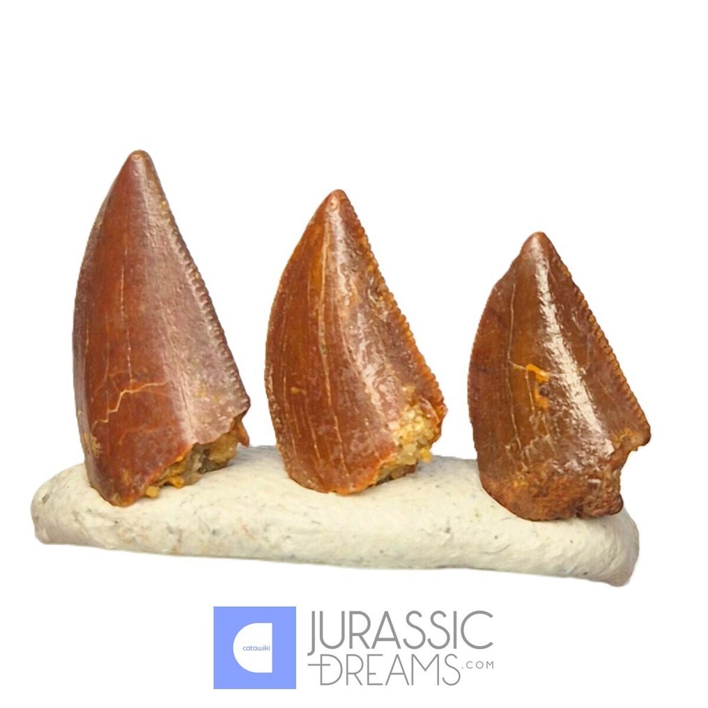 Denti fossili - Set of 3 Finest Quality Abelisaurid (cf Rugops sp) Dinosaur Teeth - Cretaceous KemKem Beds #3.2