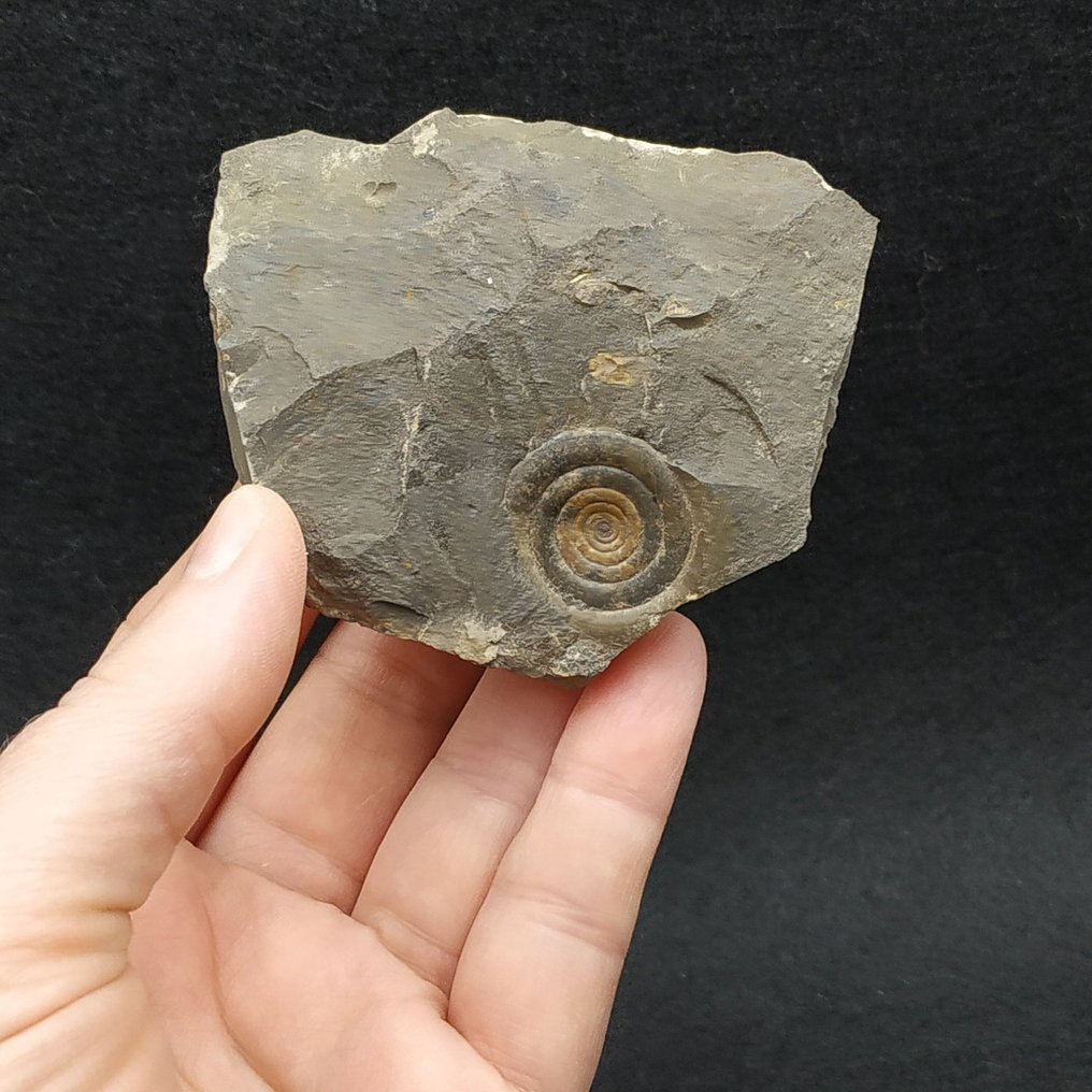 Ammonóide Devoniano - Animal fossilizado - Clymenia laevigata (Sem preço de reserva) #2.1