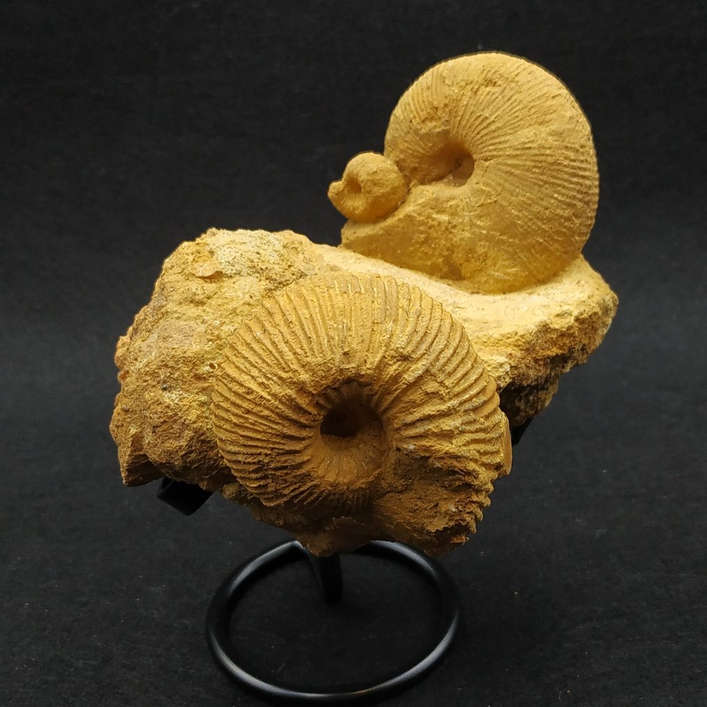 Bellissimi ammoniti - Animale fossilizzato - Macrocephalites sp.  (Senza prezzo di riserva) #1.0