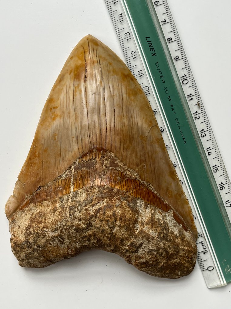 Τεράστιο δόντι Megalodon 13,9 εκ. - Απολιθωμένο δόντι - Carcharocles megalodon #3.2