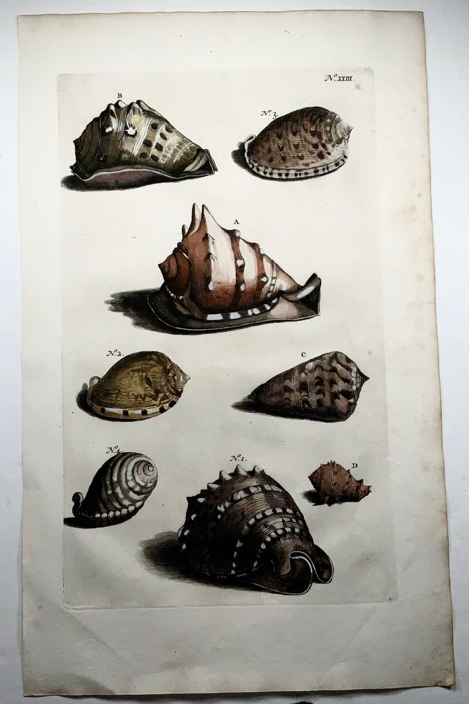 Maria Sibylla Merian; Georg Eberhard Rumphius - Cochlear Sea Shells - 1711 #2.1