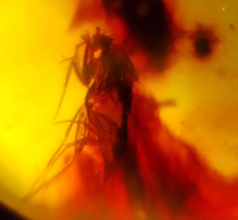 FOSSIL-AMAZING!! Dominican amber-70 cts- 14 g #3.2