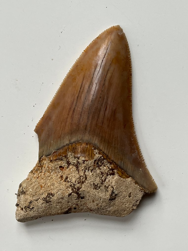 巨齿鲨牙齿 8,0 厘米 - 牙齒化石 - Carcharocles megalodon  (沒有保留價) #2.1