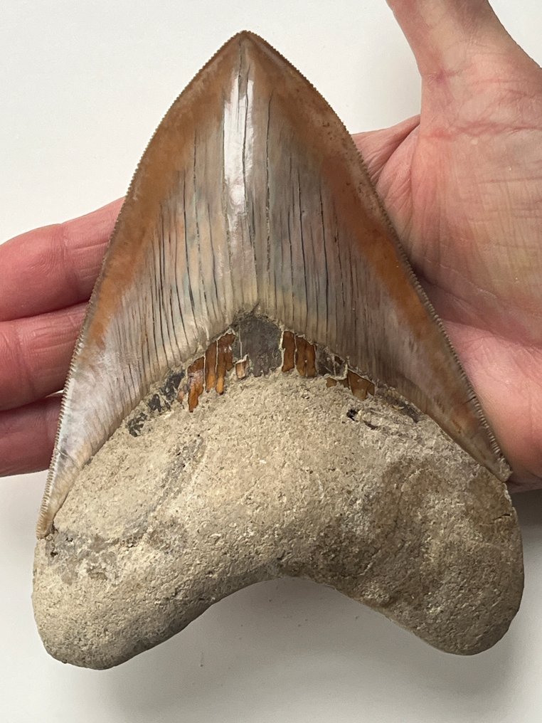 Τεράστιο δόντι Megalodon 14,7 εκ. - Απολιθωμένο δόντι - Carcharocles megalodon #1.0