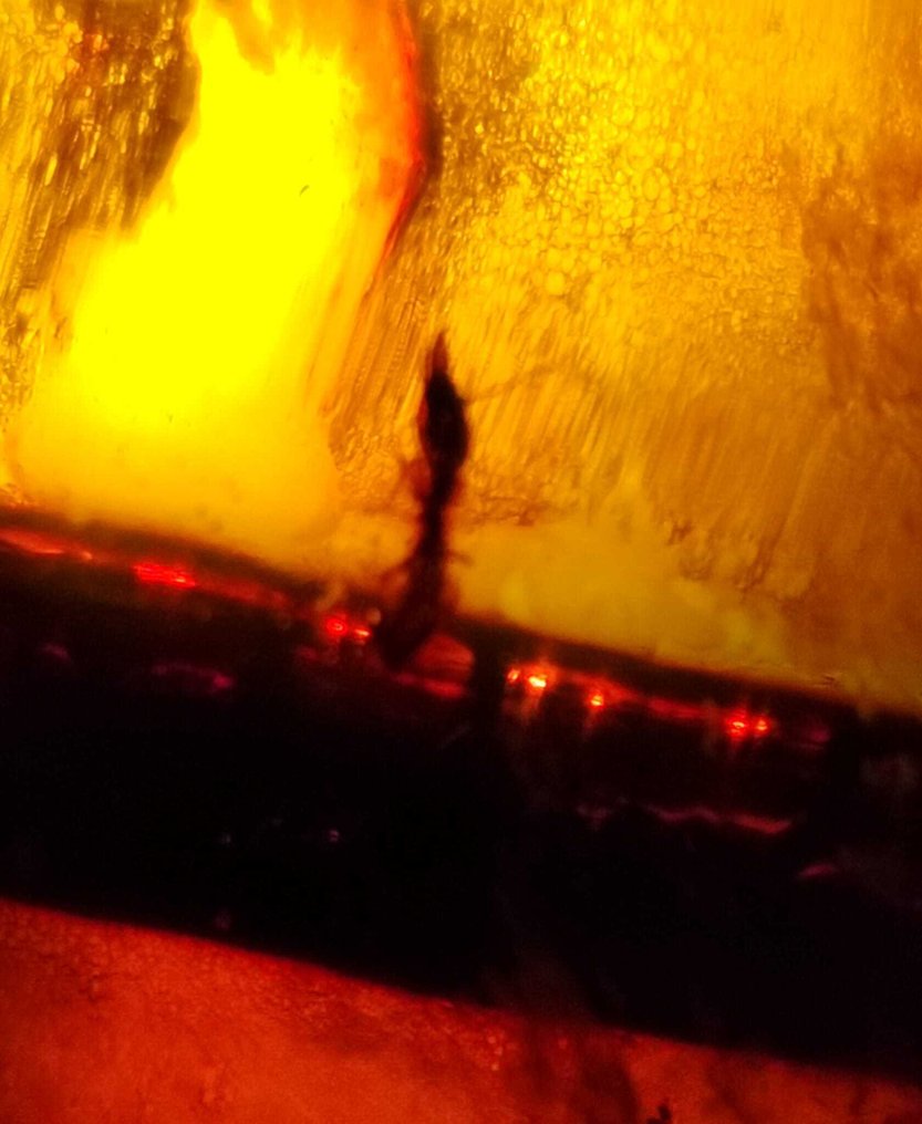 Amber verde dominican!! De înaltă calitate - 385 ct - Chihlimbar #3.2