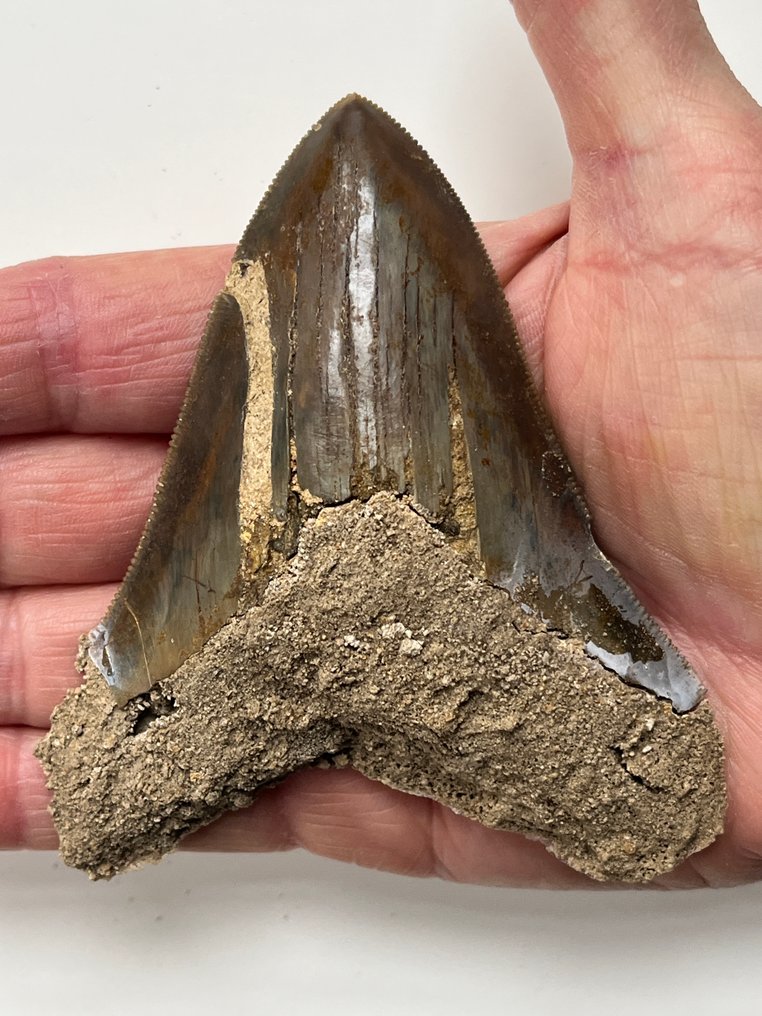 Dente di Megalodon 10,1 cm - Dente fossile - Carcharocles megalodon (Senza prezzo di riserva) #2.1