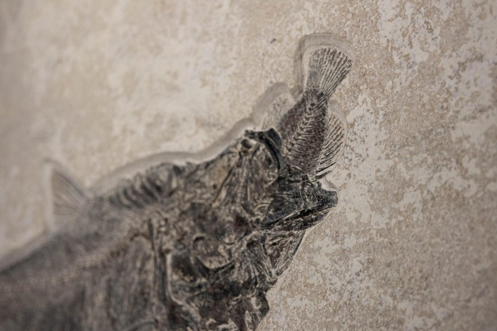 Poisson - Squelette fossile - "Aspiration" Diplomystus dentatus - 60 cm - 101 cm #3.2