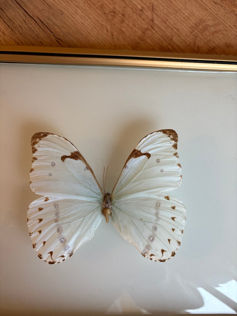 主题收藏系列 - 大白色Morpho蝶（Morpho catenarius）- 收藏标本 - 巴西 - A.J.Iversen #4.3