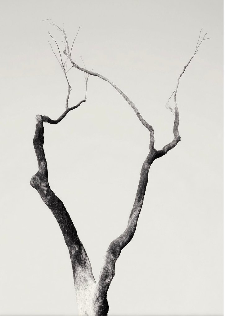 Jorge Omeñaca - Cornibus Foresta #1.0