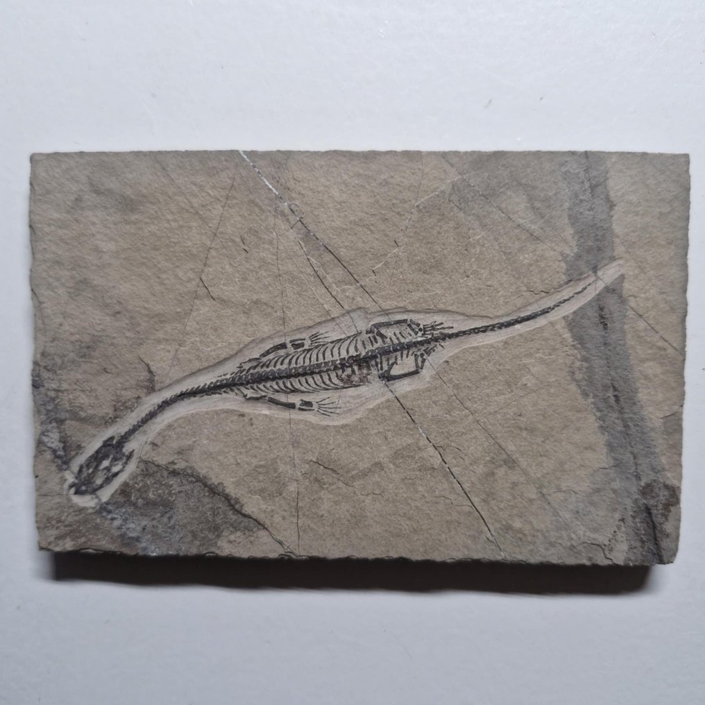 Splendidamente conservato - Animale fossilizzato - Keichousaurus hui - 112 mm - 70 mm #2.1