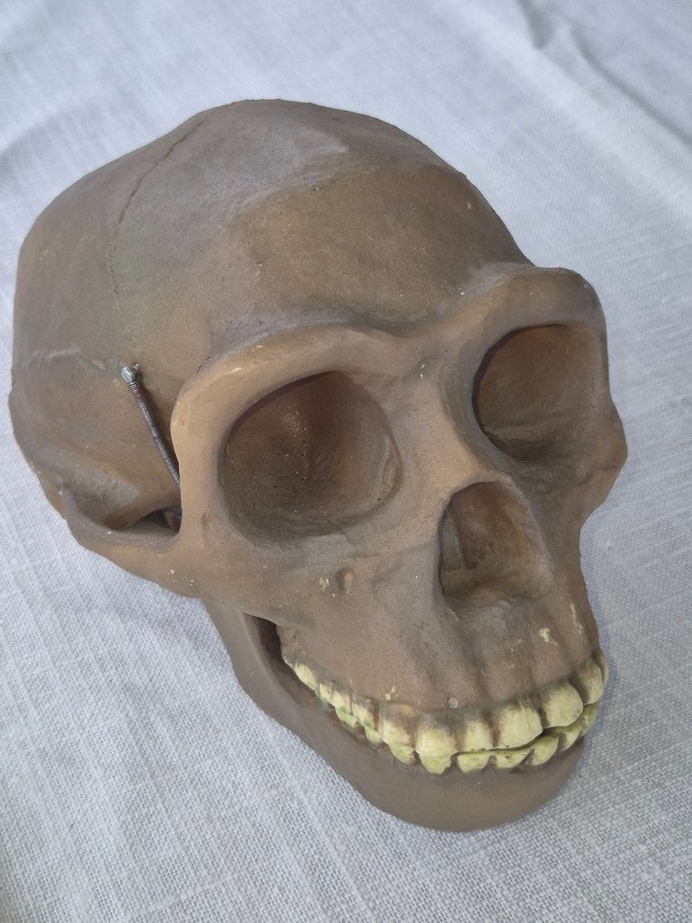 解剖模型 (2) - 复合材料 - 1970-1980 - 卫生博物馆 Schedels #1.0