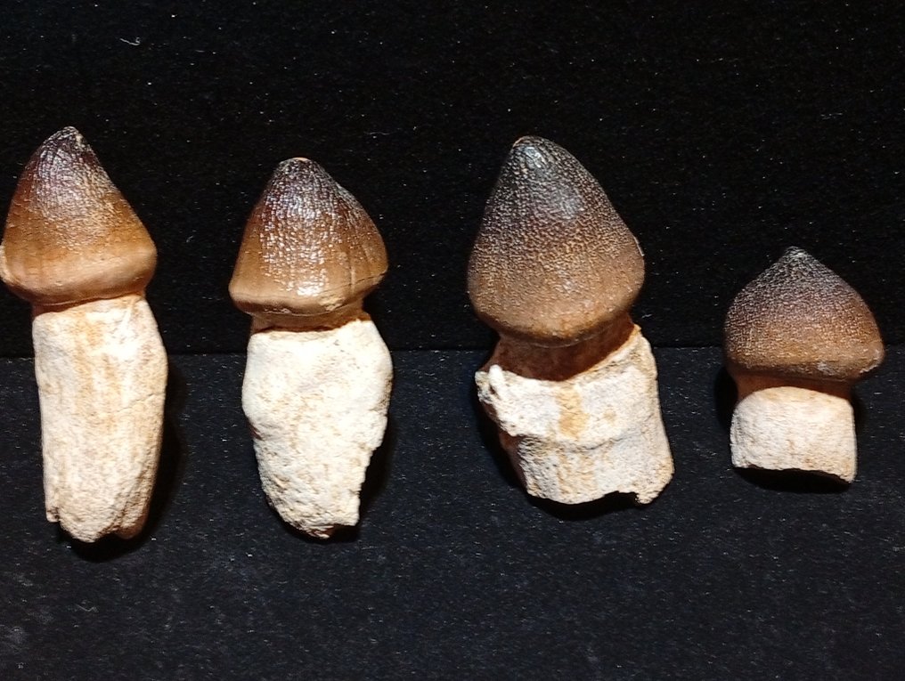 Dinoszaurusz Fog - Leiodon anceps pterygoid - 5.5 cm - 2 cm - 0 cm -  (4) #1.0