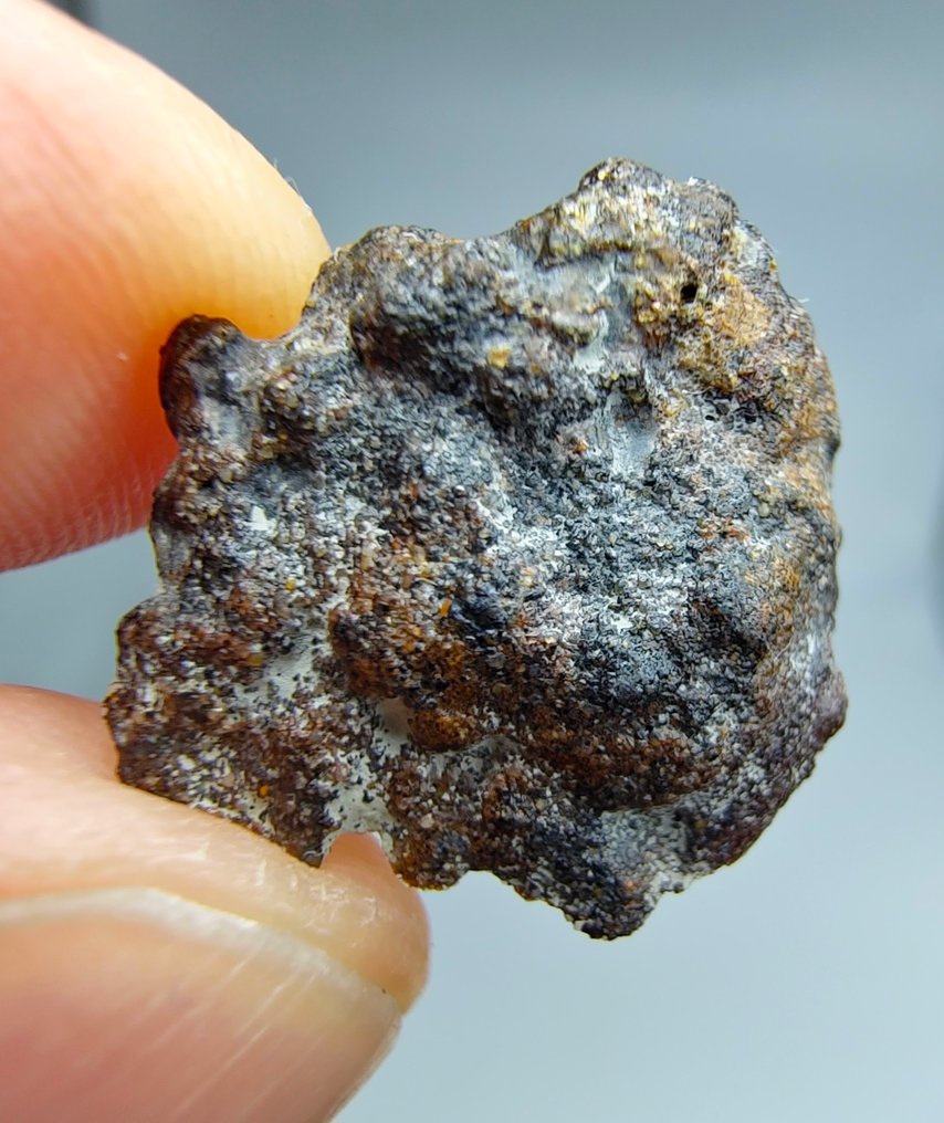 Lodranite Meteorite. NWA 17905. Primitive achondrite - 1.75 g #2.1