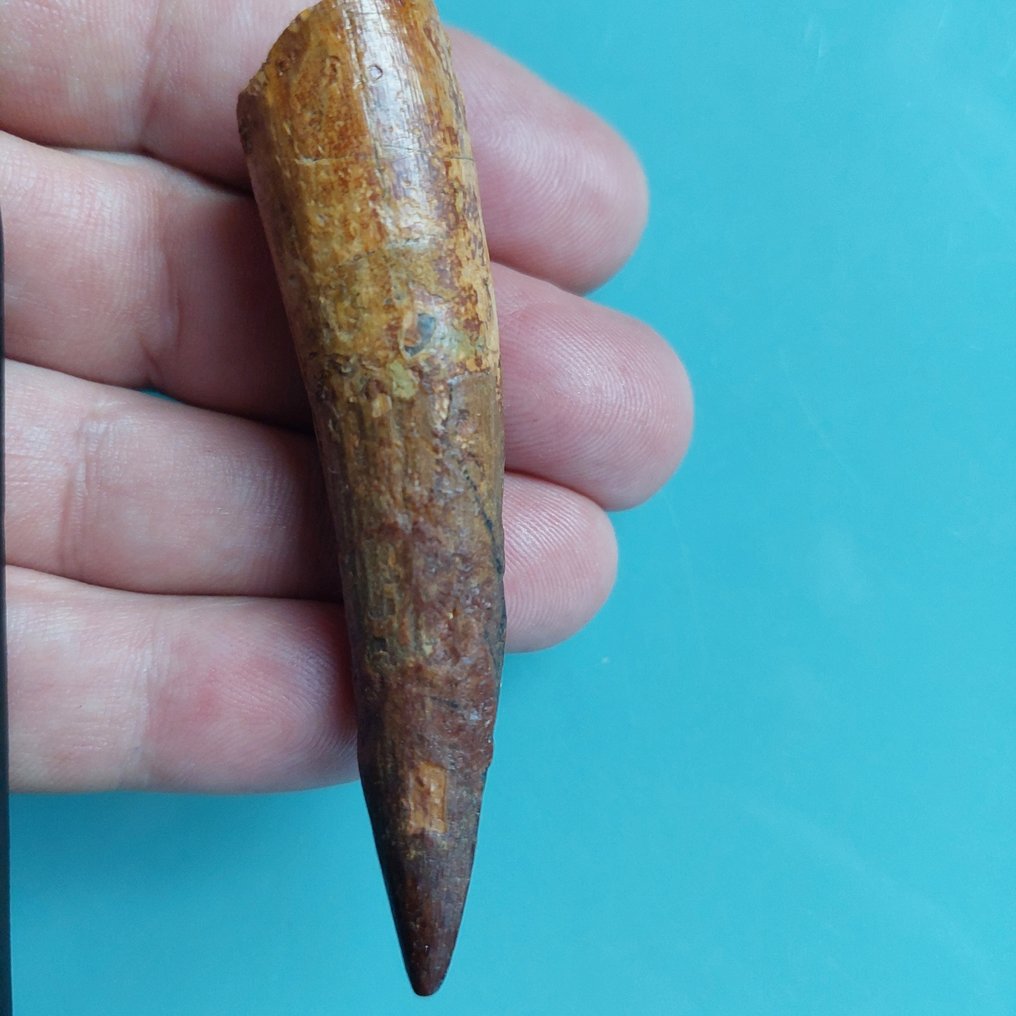 Dinosaur - Fossil tooth - Spinosaurus aegyptiacus - 82 mm - 18 mm #2.1