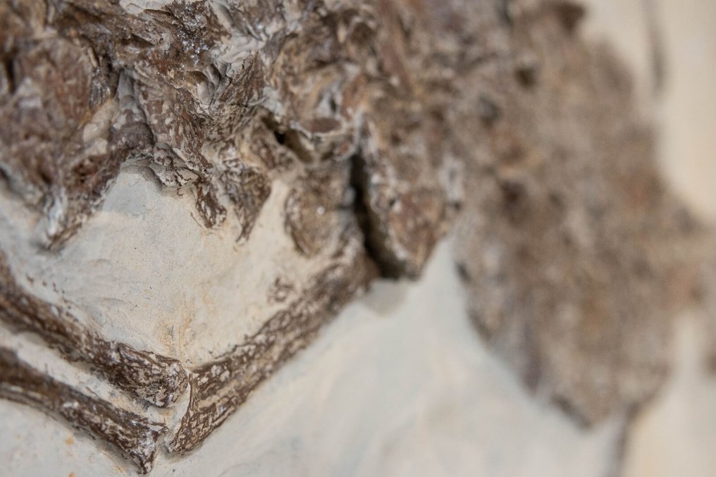 Krokodil - Fossiles Skelett - Diplocynodon sp. - 59 cm - 115.5 cm #3.2