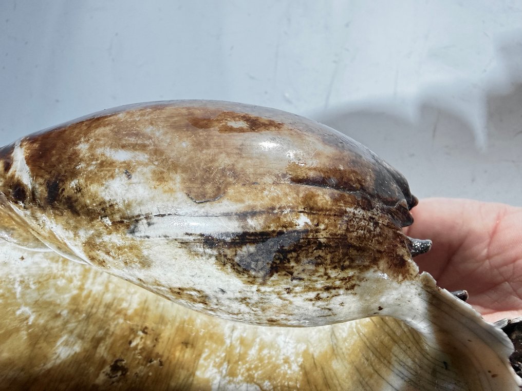 Σετ δύο κελύφη αυχένα Bailer - Δυτικό Πάπυα  (χωρίς τιμή ασφαλείας) #3.2