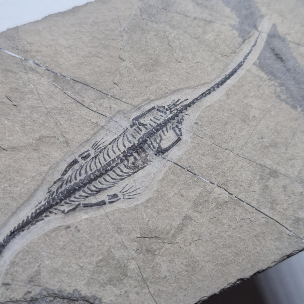 Splendidamente conservato - Animale fossilizzato - Keichousaurus hui - 112 mm - 70 mm #3.2